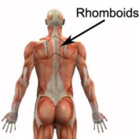 rhomboids.jpg